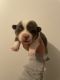 Pembroke Welsh Corgi Puppies for sale in Missoula, MT, USA. price: NA