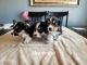 Pembroke Welsh Corgi Puppies for sale in Red Bluff, CA 96080, USA. price: $2,000