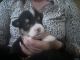 Pembroke Welsh Corgi Puppies for sale in Flagstaff, AZ, USA. price: NA