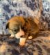 Pembroke Welsh Corgi Puppies for sale in Victoria, TX, USA. price: NA