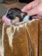 Pembroke Welsh Corgi Puppies for sale in Buffalo, NY, USA. price: NA