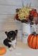 Pembroke Welsh Corgi Puppies for sale in Springfield, MO, USA. price: NA