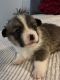 Pembroke Welsh Corgi Puppies for sale in State Hwy 253, Midland, AR, USA. price: NA
