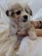 Pembroke Welsh Corgi Puppies for sale in Crockett, VA 24323, USA. price: NA