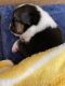 Pembroke Welsh Corgi Puppies for sale in Tennessee Brewery, 495 Tennessee St, Memphis, TN 38103, USA. price: NA