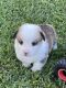 Pembroke Welsh Corgi Puppies for sale in Ash Flat, AR, USA. price: NA