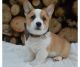Pembroke Welsh Corgi Puppies for sale in Riverside, CA 92503, USA. price: $600