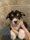 Pembroke Welsh Corgi Puppies for sale in Penhook, VA 24137, USA. price: $100,000