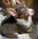 Pembroke Welsh Corgi Puppies for sale in Wooster, OH 44691, USA. price: NA