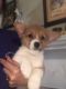 Pembroke Welsh Corgi Puppies for sale in Shallotte, NC, USA. price: $995