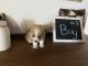 Pembroke Welsh Corgi Puppies for sale in Okanogan County, WA, USA. price: $850