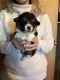 Pembroke Welsh Corgi Puppies for sale in Atchison, KS, USA. price: NA
