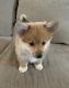 Pembroke Welsh Corgi Puppies for sale in Victorville, CA, USA. price: NA