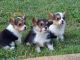 Pembroke Welsh Corgi Puppies for sale in Bowdon, GA 30108, USA. price: NA