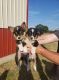 Pembroke Welsh Corgi Puppies for sale in Sallisaw, OK 74955, USA. price: $250