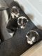 Pembroke Welsh Corgi Puppies for sale in Klamath Falls, OR, USA. price: $1,500