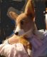 Pembroke Welsh Corgi Puppies for sale in Wooster, OH 44691, USA. price: $750