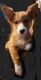 Pembroke Welsh Corgi Puppies for sale in Wooster, OH 44691, USA. price: $700
