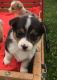 Pembroke Welsh Corgi Puppies for sale in Mt Pleasant, MI 48858, USA. price: $800