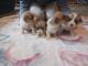 Pembroke Welsh Corgi Puppies for sale in Flint, MI, USA. price: NA
