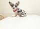 Pembroke Welsh Corgi Puppies for sale in Centereach, NY, USA. price: NA