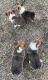 Pembroke Welsh Corgi Puppies for sale in Lockhart, TX 78644, USA. price: NA