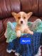 Pembroke Welsh Corgi Puppies for sale in Parma, ID 83660, USA. price: NA