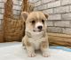 Pembroke Welsh Corgi Puppies for sale in New York Ave NW, Washington, DC, USA. price: $1,000