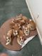 Pembroke Welsh Corgi Puppies for sale in San Francisco Bay Area, CA, USA. price: $1,000
