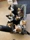 Pembroke Welsh Corgi Puppies for sale in East Stroudsburg, PA 18302, USA. price: $1,800