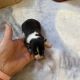 Pembroke Welsh Corgi Puppies for sale in Asheville, NC, USA. price: NA