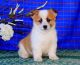 Pembroke Welsh Corgi Puppies for sale in Santa Monica, CA 90403, USA. price: NA