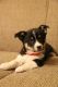 Pembroke Welsh Corgi Puppies for sale in Lake City, MN 55041, USA. price: $800