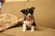 Pembroke Welsh Corgi Puppies for sale in Lake City, MN 55041, USA. price: NA