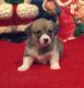 Pembroke Welsh Corgi Puppies for sale in Sullivan, IL 61951, USA. price: NA