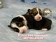 Pembroke Welsh Corgi Puppies for sale in Nashville, AR 71852, USA. price: $3,500