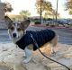 Pembroke Welsh Corgi Puppies for sale in Mesquite, NV, USA. price: $1,200
