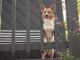 Pembroke Welsh Corgi Puppies for sale in Conroe, TX, USA. price: NA