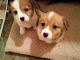 Pembroke Welsh Corgi Puppies for sale in Conroe, TX, USA. price: NA