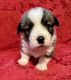 Pembroke Welsh Corgi Puppies for sale in Hamilton, OH, USA. price: NA