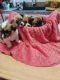 Pembroke Welsh Corgi Puppies for sale in Richmond, VA, USA. price: $250