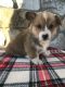 Pembroke Welsh Corgi Puppies for sale in Mayslick, KY 41055, USA. price: $1,000