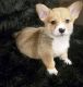 Pembroke Welsh Corgi Puppies for sale in Coeur d'Alene, ID 83814, USA. price: $1,600