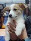 Pembroke Welsh Corgi Puppies for sale in Sullivan, IL 61951, USA. price: $500