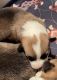 Pembroke Welsh Corgi Puppies for sale in Front Royal, VA 22630, USA. price: $1,500