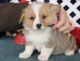Pembroke Welsh Corgi Puppies for sale in Alan Terrace, Jersey City, NJ 07306, USA. price: $600