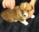 Pembroke Welsh Corgi Puppies for sale in Hanover, KS, USA. price: $1,000