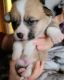Pembroke Welsh Corgi Puppies for sale in Elmhurst Township, PA, USA. price: NA