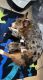 Pembroke Welsh Corgi Puppies for sale in Buckeye, AZ, USA. price: NA