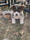 Pembroke Welsh Corgi Puppies for sale in Dallas, TX, USA. price: $1,000
